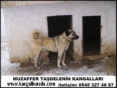  safkan kangal köpekleri